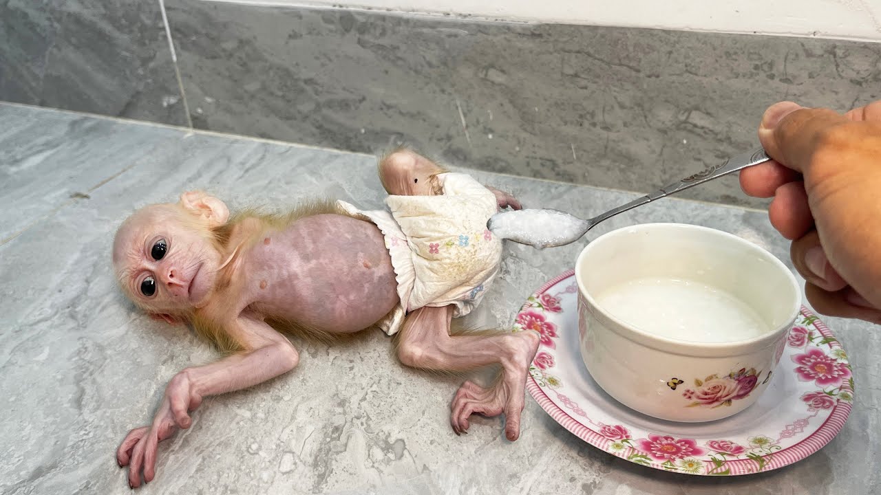 Baby Monkey’s Adorable Reaction to Dad’s Special Care 🥰