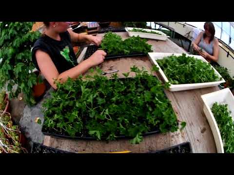 Video: Chryzantémové Odrezky: Rozmnožovanie Chryzantém Odrezkami Doma V Lete, Zakoreňovanie Odrezkov A Následná Starostlivosť