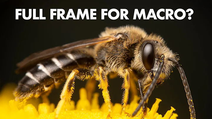 Why I Bought the SONY A7 IV for Macro Photography