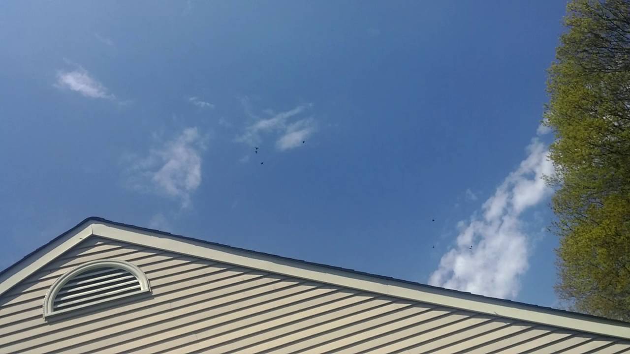 Carpenter Bees Treatment Middlesex County NJ 7322843807 Monmouth