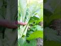 Lai Sak Uta Ra Hai 🌿 So Satisfying ASMR! #shorts #ytshorts #viral