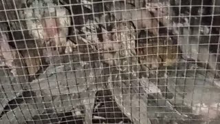 Pemberian Pakan Malam Untuk Mempercepat Pertumbuhan Ayam