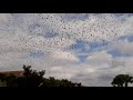 Tree Swallows swarming Sarasota National