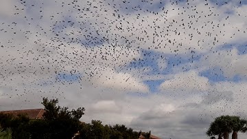 Tree Swallows swarming Sarasota National