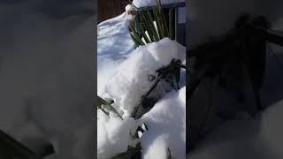 Sabal/needle palm