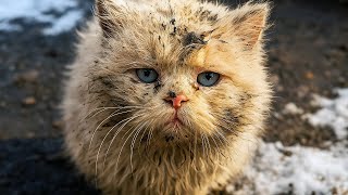 картинка: Кошка сидела в грязи. В её глазах было то, что заставило женщину вернуться... Она не была готова.