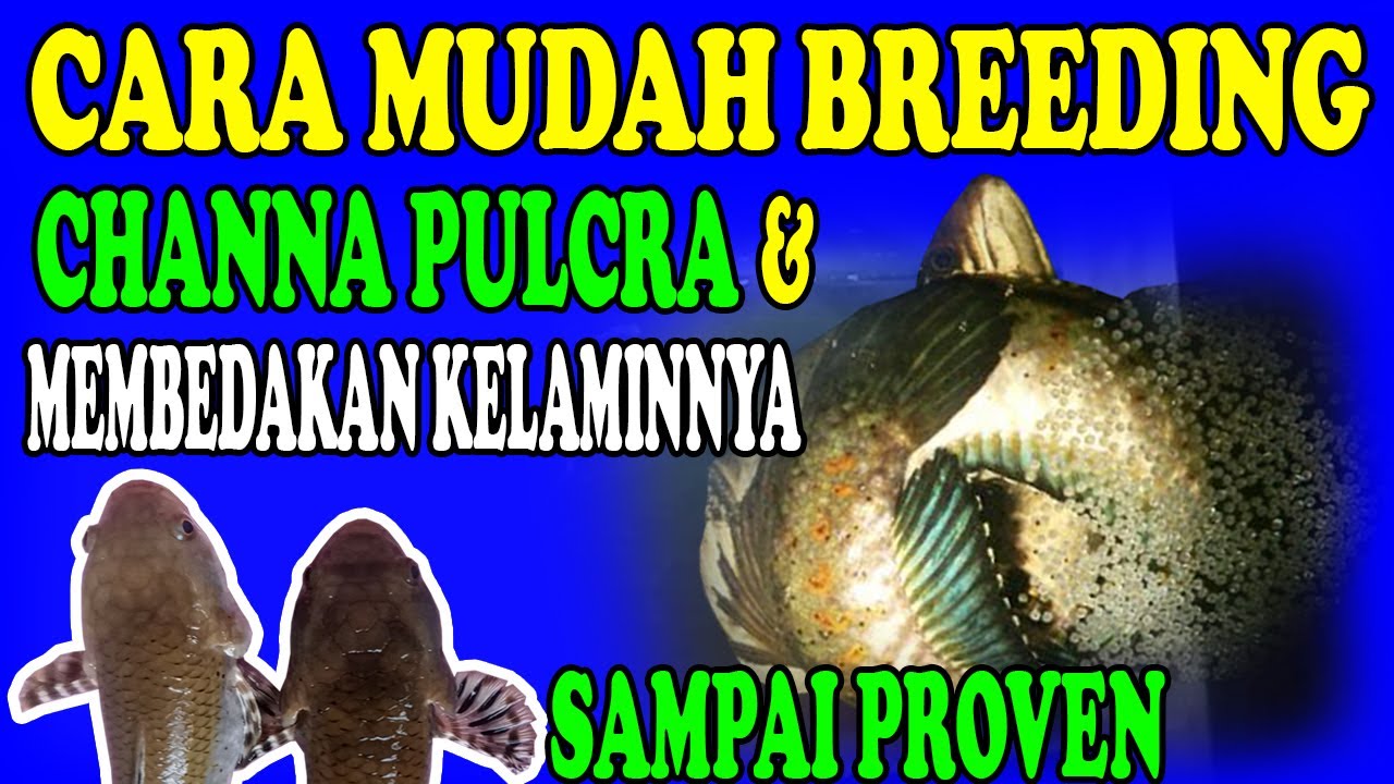 TIPS TERMUDAH CARA SEXING DAN BREEDING CHANNA PULCRA  II PEMULA PASTI LANGSUNG BISA !!!