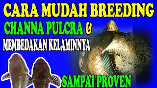 THE EASIEST TIPS ON HOW TO SEX AND BREED CHANNA PULCRA II FOR BEGINNERS, YOU CAN DO IT IMMEDIATEL...