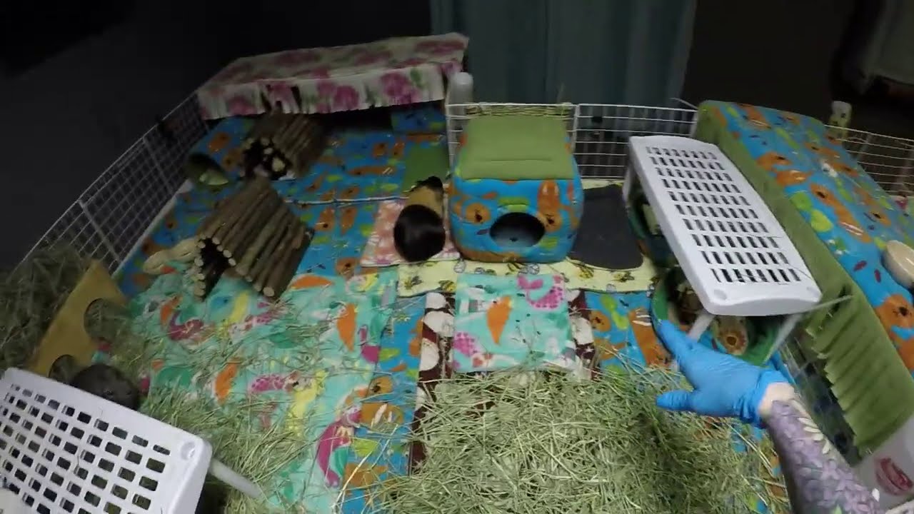 Cleaning 3 Huge Guinea Pig Cages YouTube