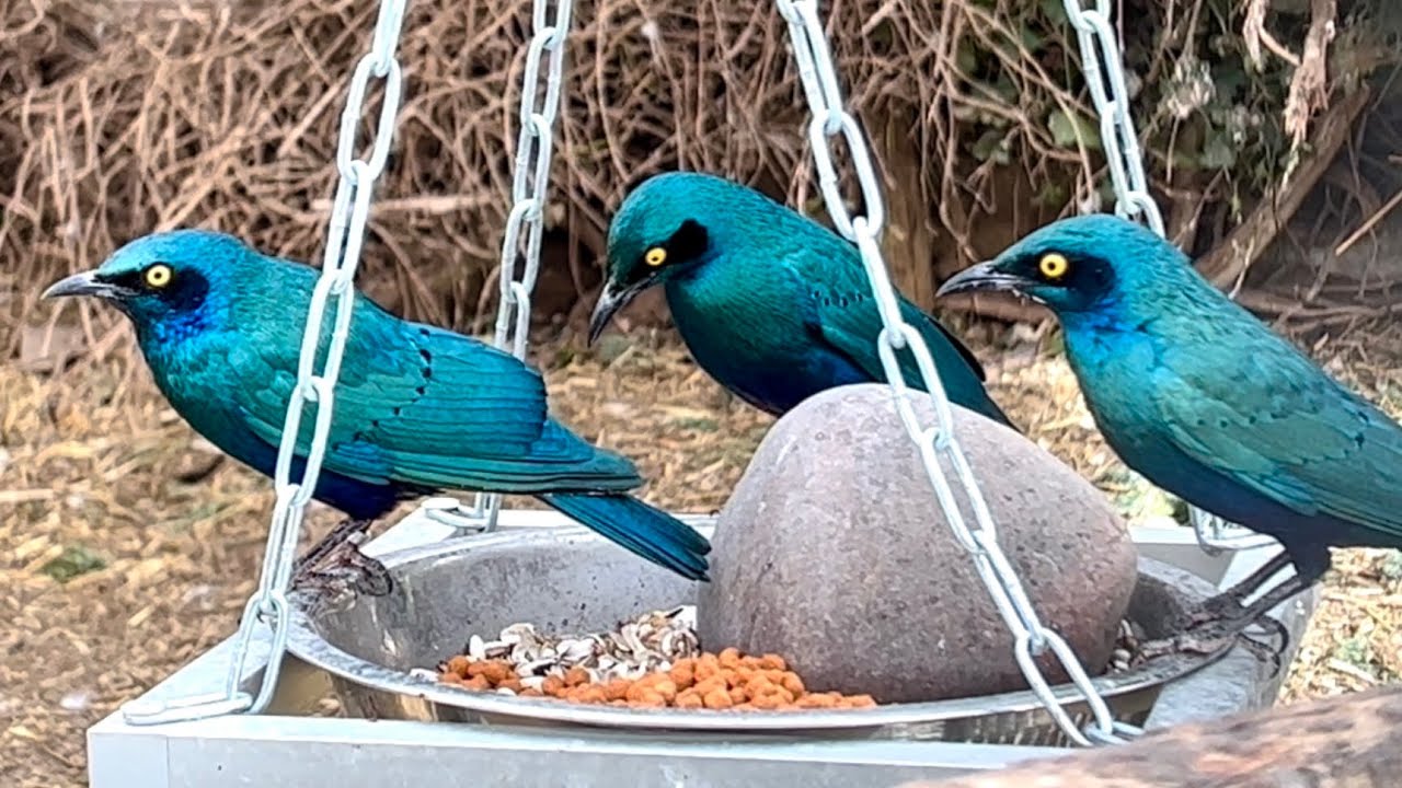 Greater Blue-eared Glossy Starling | Outdoor Aviary