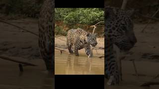 Jaguar Jumps Straight into the Water #jaguar #animals #shorts