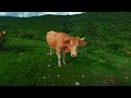 Vacas en realidad virtual | VR experience #112