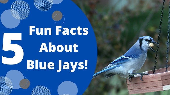 Blue Jay Spirit Animal Symbolism And Meaning Youtube Blue Jay Spirit Animal Symbolism And Meaning Youtube