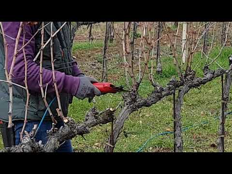 Video: Entsnoeischaar: Kenmerken Van De Snoeischaar Voor Het Enten Van Fruitbomen. Kenmerken Van Wit-Russische Modellen. Tuinmannen Beoordelingen