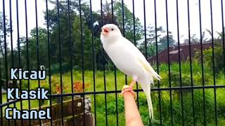masteran burung kenari putih gacor panjang, pancingan handal kenari paud