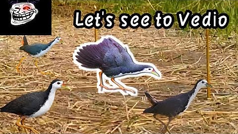 Bird Hunting Techniques Explained #Ruak Ruak king #birdhunting🐦 #sabscribe now 🔔🐦