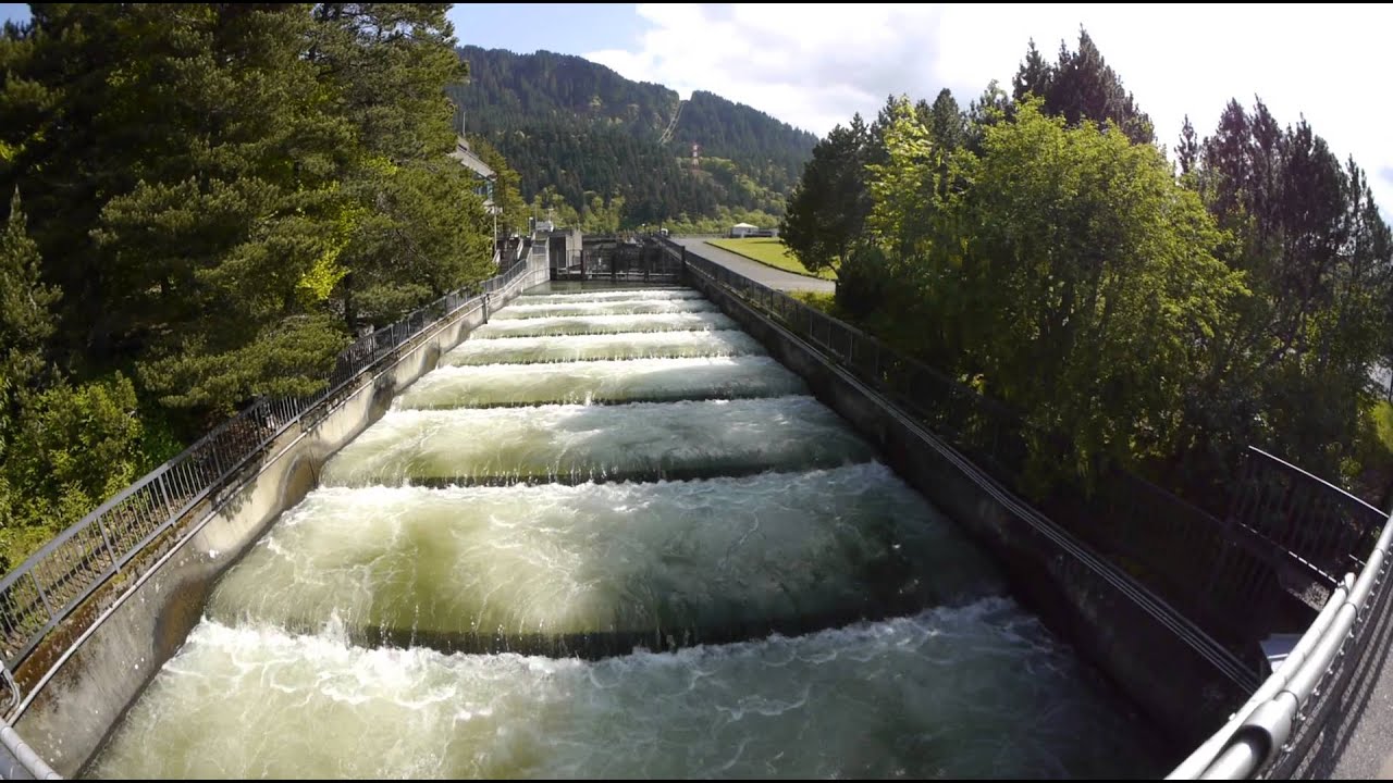 FISH LADDER BONNEVILLE DAM, OREGON 4/30/13 YouTube