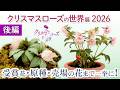 【2026決定版】多弁・漆黒・超小輪...クリスマスローズの常識を覆す「未来の銘品」10選+原種、ウェルカム展示、即売会を一挙紹介!@ クリスマスローズの世界展2026後編【CC字幕付】
