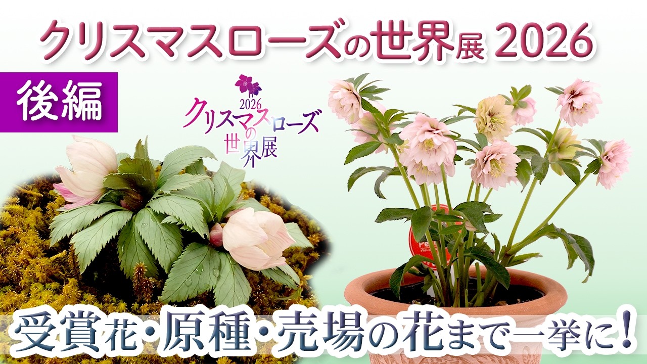 UNREAL 5-Year Streak! Japan's Best New Hellebores & 13 Rare Wild