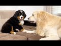 Golden Retriever Meets New Bernese Mountain Dog Puppy for the First Time!