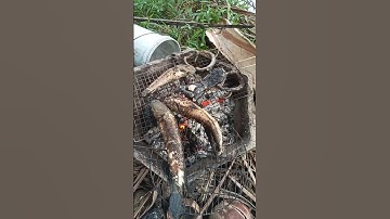 nhìn thôi cũng đã thèm rồi cá lóc đồng nướng chui ngon bá cháy#video #shorts # cuộc sống miền quê