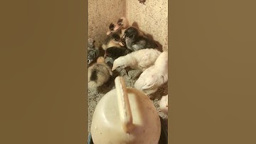 Chicks and ducklings inside the brooder |#viralshort #shortsyoutube