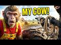 Monkey Farmer Drives Tractor to UNBELIEVABLE Rescue Cow From a THIEF!