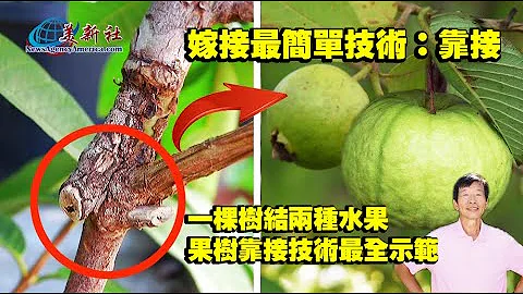 嫁接最简单技术，让一棵树结两种水果，果树靠接技术最全示范！ - 天天要闻