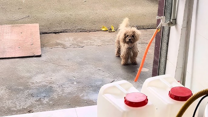 The stray dog I was feeding has an owner?! The truth after following her is  heartbreaking. - YouTube