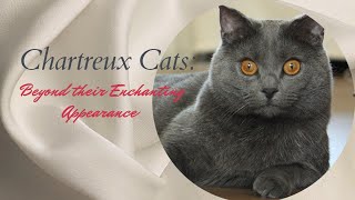 Chartreux Cats: Beyond their Enchanting Appearance #cats Animals #cat