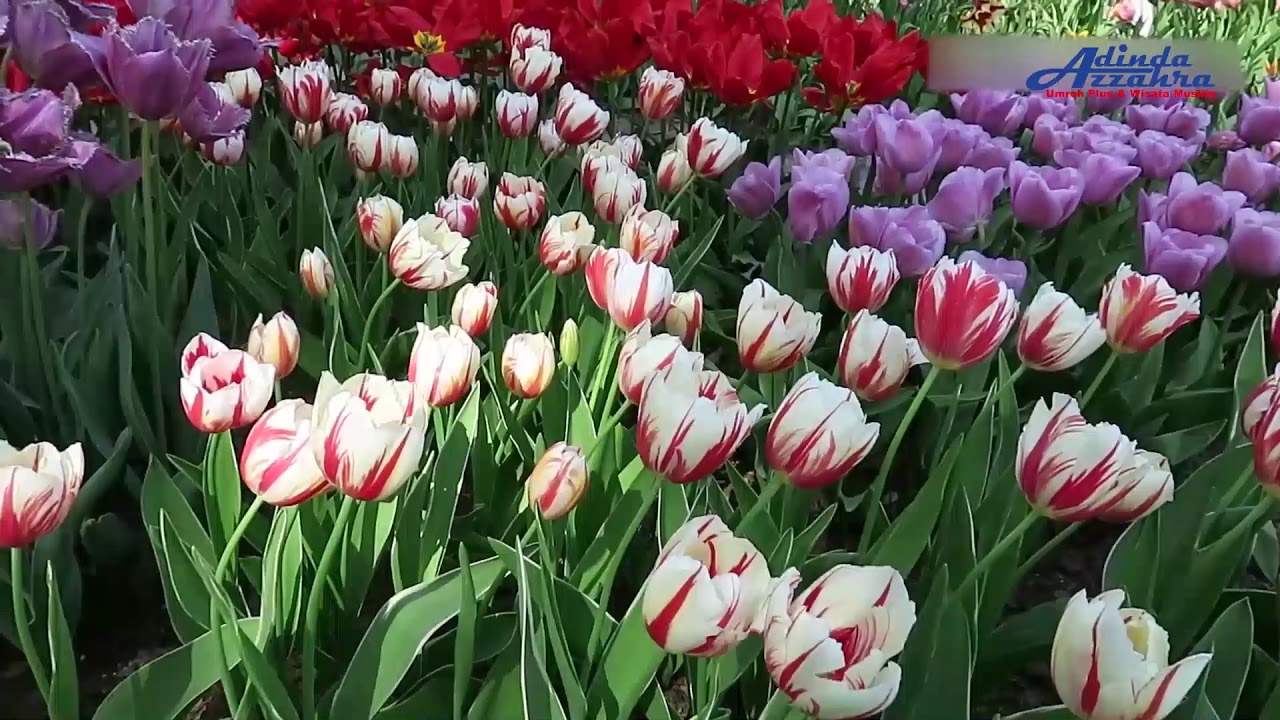 Wisata Bunga  Tulip  Keukenhof Belanda YouTube