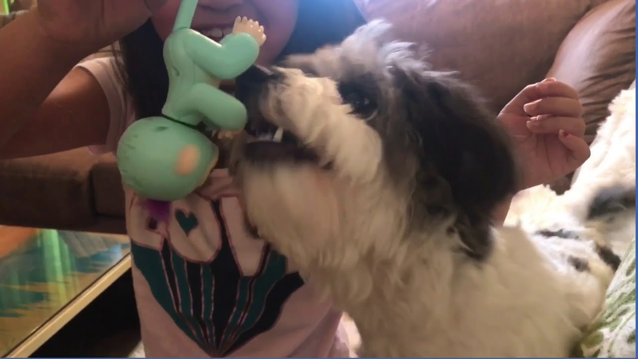 Fingerlings Interactive Baby Monkey Farts and burps! Coco the puppy loves Zoe the monkey!