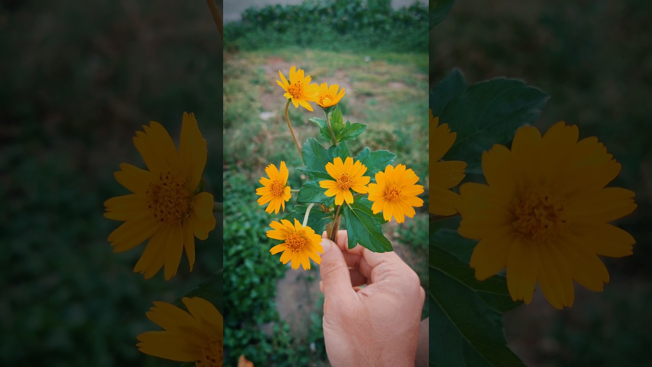 Flowers in My Hand 🌹