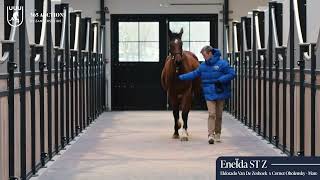 Eneïda ST Z in foal to Ermitage Kalone
