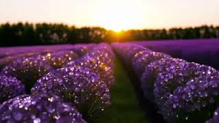 ​PURPLE LAVENDER FIELD AT SUNSET | Free Cinematic Stock Footage & Background Loop