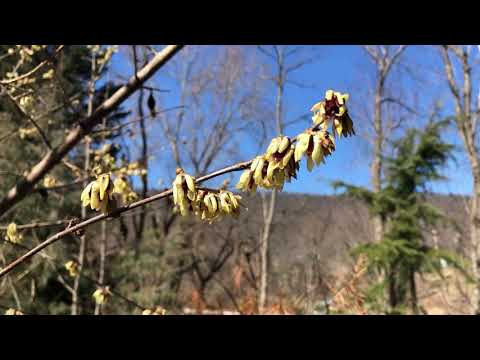 Vidéo: What Is Wintersweet - Informations sur les arbustes Wintersweet dans le paysage