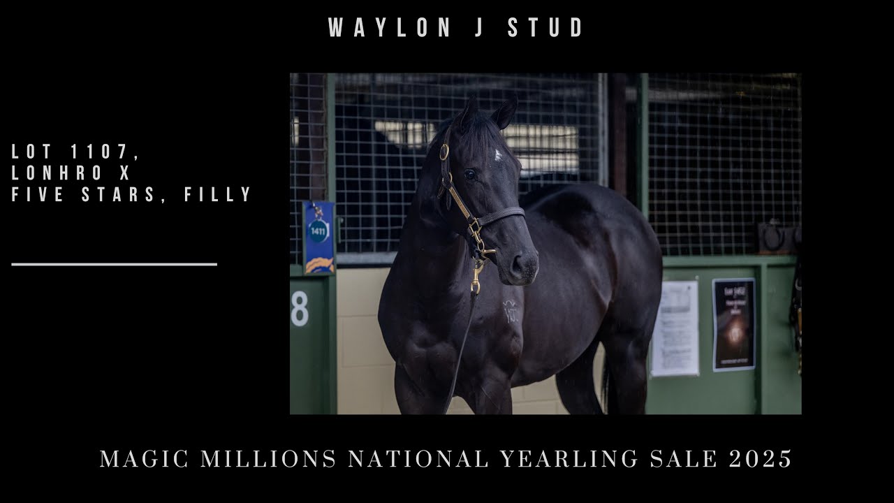 Lot 1107 Lonhro x Five Stars Filly from Waylon J Stud