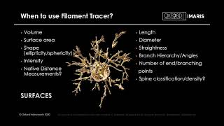 Lesson 13 - Imaris Filament Tracer - Detecting and Analysing Neuron Morphology and Blood Vessels