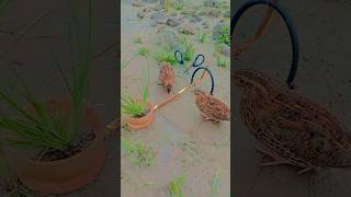 Caught in the trap of eating food #youtube #short #shortvideo