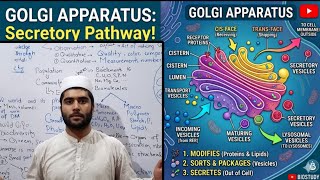 Golgi bodies/golgi apparatus/golgi complex/biology class 9th/in pashto biology