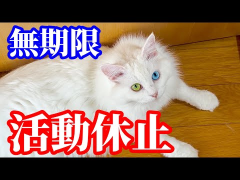 【活動休止】人気猫チャンネル、まさかの「無期限休止」発表で騒然