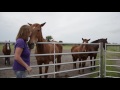 Horses find home at Sixteen Hands Horse Sanctuary