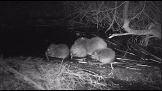 Dam good news for Cheshire's beaver family!