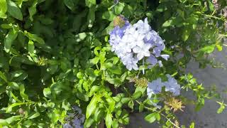 Something Really True  Plumbago Flower 