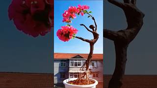 Cây Hoa Giấy Độc Lạ. #TMtv. Sưu Tầm.