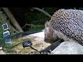 Igel trinkt an der Wasserstelle (26.05.2026)