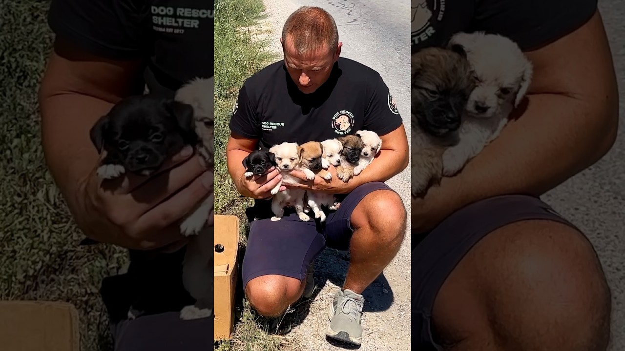 Six tiny puppies were abandoned in a cardboard box beside a busy road, without their mother and completely vulnerable. They are only one month old and such a wonderful puppies. Now, they are ready for adoption. Thank you so much for following our work!
Milan
@DogRescueShelter