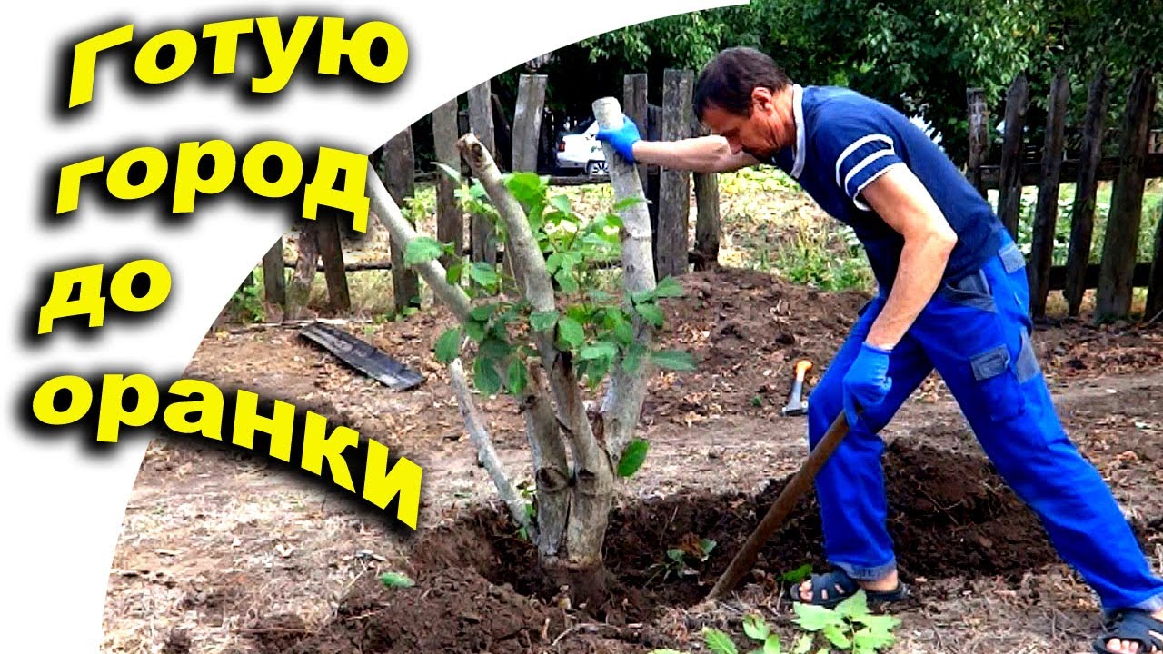 Переселенці Купили Хату в Селі. Готую город до оранки. Добудував вуличний туалет із шиферу