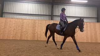 Retraining of a racehorse - flat work full session 23/09/2021