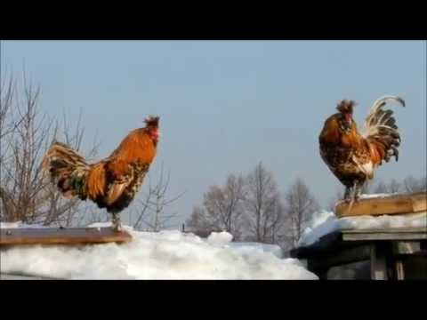 Артём Стрельцов - Петух на церковном кресте Артём Стрельцов - Петух на церковном кресте